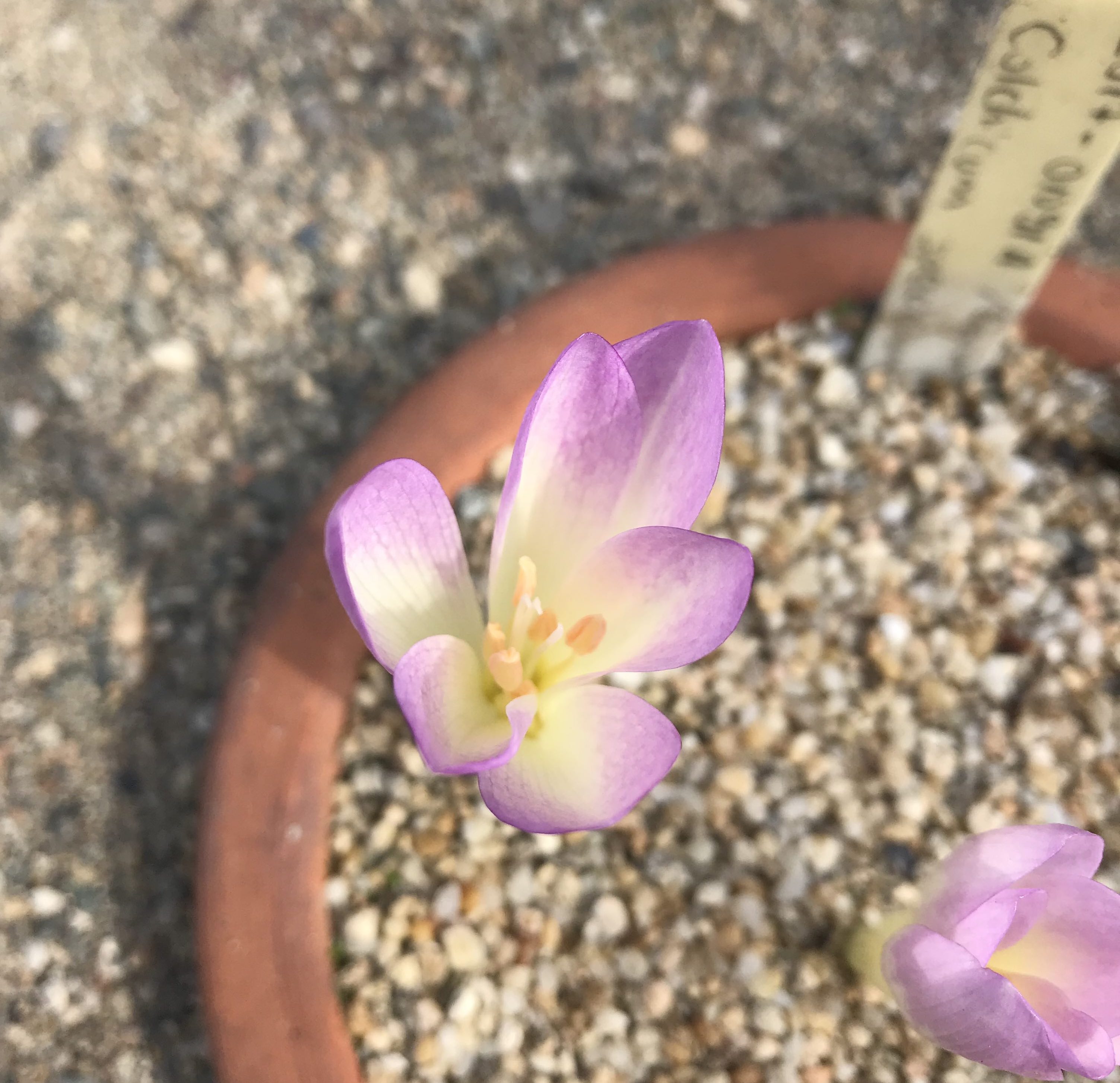 şepart - Colchicum speciosum