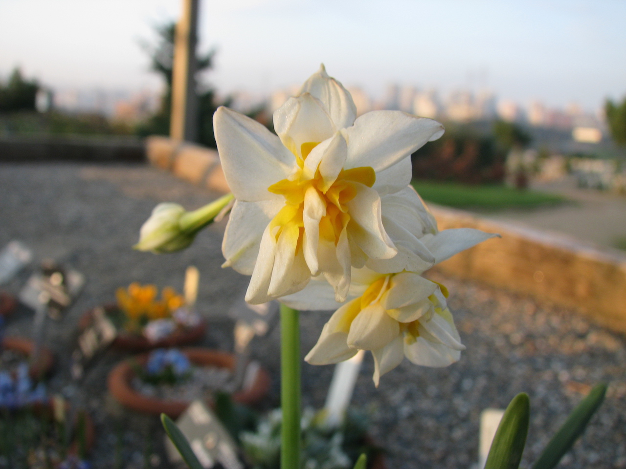 nergis - Narcissus tazetta subsp. tazetta