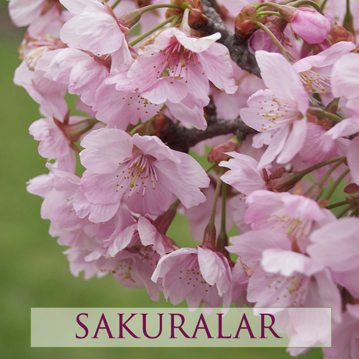 Sakuralar'ı görmek için Ertuğrul Adası'nı ziyaret edebilirsiniz. Detaylı bilgi için NGBB Haritası menüsünden 30 numaralı alana bakabilirsiniz.